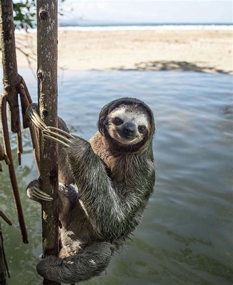 Well Fancy Seeing You Here The Sweetest Smiling Sloth Found Hanging