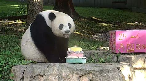 Giant Panda Mei Xiangs 24th Birthday Youtube