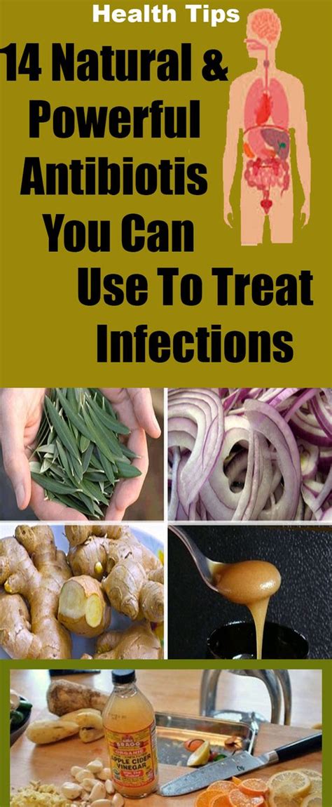 14 Natural And Powerful Antibiotics You Can Use To Treat Infections