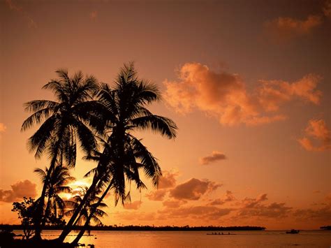 Palmen Beim Sonnenuntergang
