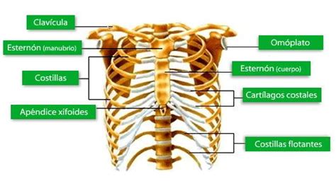 Huesos Del Tronco Sistema Oseo Huesos Anatomia Anatomia Humana Huesos