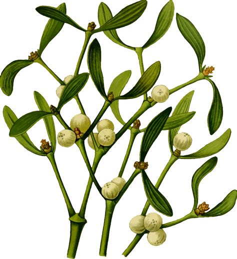 Mistletoe 2 By Firkin Flower Painting Mistletoe Plant Mistletoe