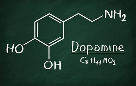 What Does Dopamine Really Do Biomedical Odyssey