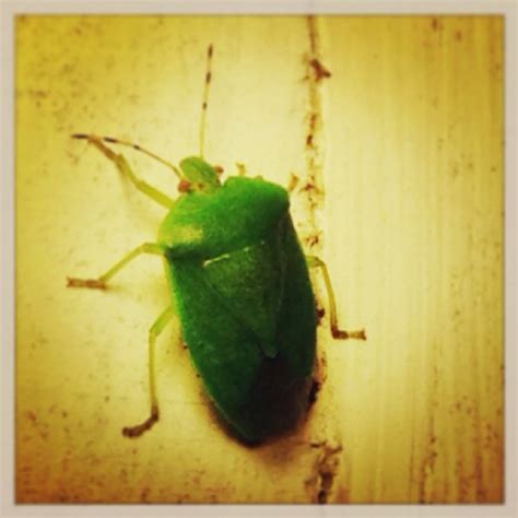 Southern Green Stink Bug Project Noah