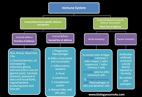 Immunology Tutorial Immune System An Introduction Immune System