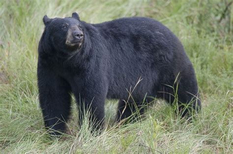 Top 10 Deadliest Animals In The Usa