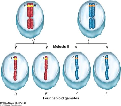Chapter 10 Chromosomes And Human Genetics Flashcards Quizlet