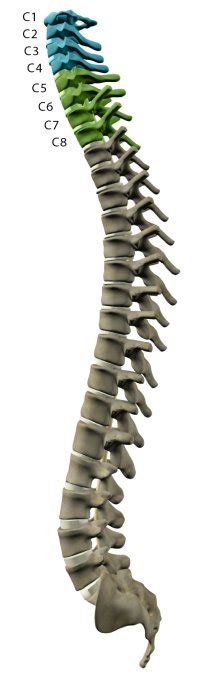 Levels Of Injury Understanding Spinal Cord Injury
