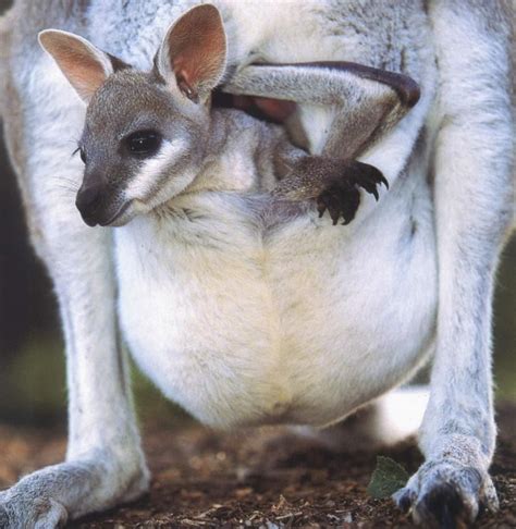 Baby Kangaroo Joey Australian Animals Australian Wildlife Animals And