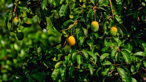 How To Identify Artificially Ripened Mangoes Types Of Induced Ripening