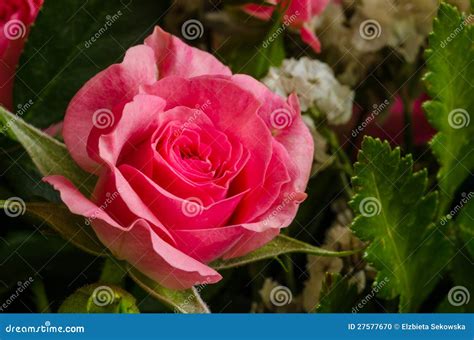 Miniature Roses In Bouquet Stock Photo Image Of Ornamental 27577670