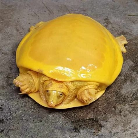 Rare Albino Turtle That Looks Like Melted Cheese Sighted For The 2nd