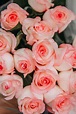 Pink Roses in Close Up Photography · Free Stock Photo