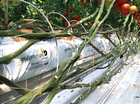 El Riego En El Cultivo Hidropónico Del Tomate Projar