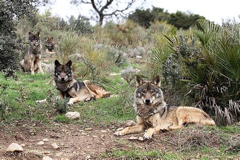Iberian Wolf Canis Lupus Signatus This Sub Species Of The Flickr