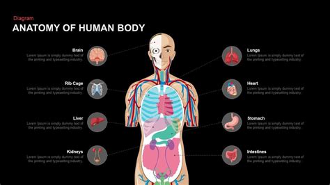 Learn about the main tissue types and organ systems of the body and how they work together. Anatomy Of Human Body PowerPoint and Keynote template ...