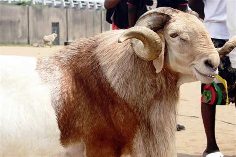Niger state commissioner of police, adamu usman has assured residents of the state of sufficient deployment of. Eid-El-Kabir: Man allegedly steals ram | Daily Family NG