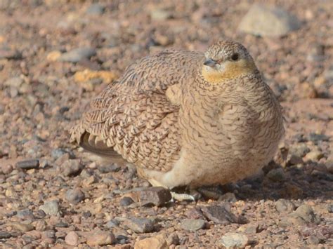 Crowned Sandgrouse Ebird