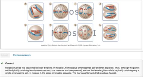 Stages Of Meiosis 1 And 2 Masteringbiology