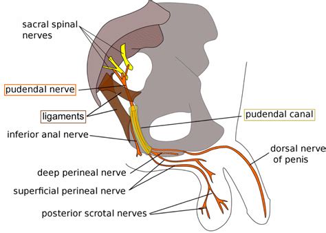 Pinched Nerve Causing Testicular Pain