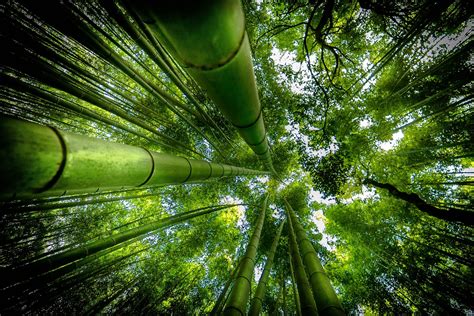 Download Bamboo Forest Trees Wallpaper