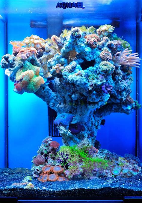 √ Aquascaping Ideas For Reef Tank Aquascape Style