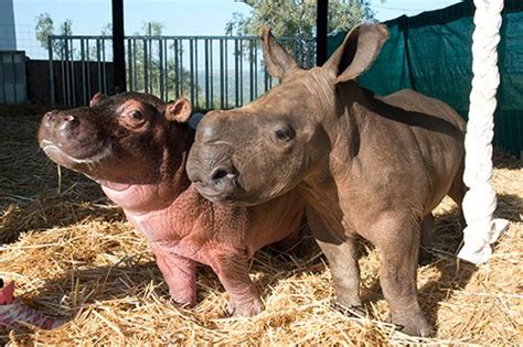 Watch Baby Hippo Raised By Rhinos Finally Meets A Hippo Laptrinhx