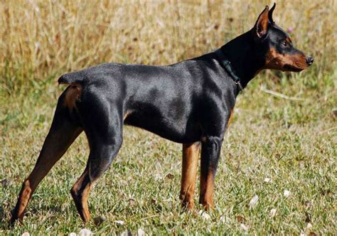 At What Age Is A German Pinscher Full Grown