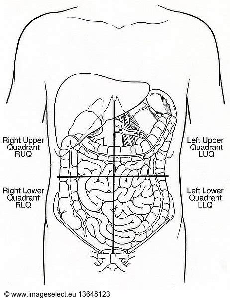 Anatomical Illustration Of The Abdominal Quadrants Right Upper