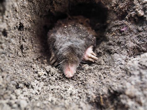 Are You Using Ground Mole Poison The Right Way Trap Your Moles