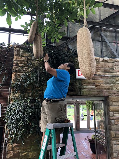 Sausage Tree At The Lincoln Park Conservatory Lincoln Park Conservancy