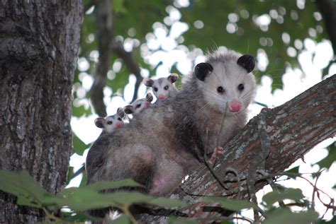 Free Images Branch Animal Wildlife Wild Young Mammal Possum