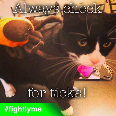 Always Check Your Pets For Ticks Lyme Fight Ticks