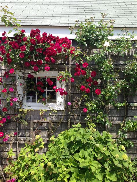 Getting Started With Climbing Roses