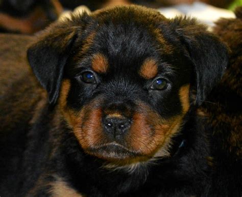 This gorgeous guy is ready and looking for his. Rottweiler Puppies For Sale | Houston, TX #179155