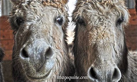 The Hee Haw Donkey Gang ~ How Can You Not Love This Face Donkeys