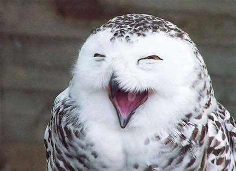 Download Funny Owl Pictures