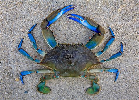 Blue Crab Images Blue Crab Ocean Treasures Memorial Library