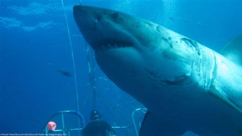 Biggest Shark On Earth Today The Earth Images Revimageorg