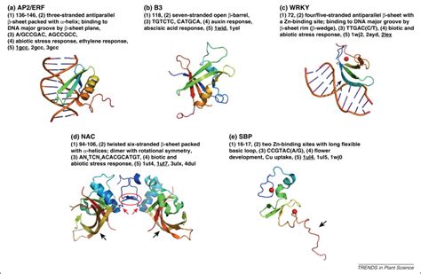 Dna Binding Domains Of Plant Specific Transcription Factors Structure