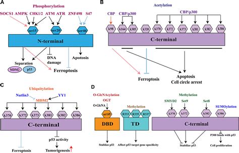 Frontiers Post Translational Modifications Of P53 In Ferroptosis