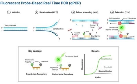 Qpcr Real Time Polymerase Chain Reaction Rt Pcr