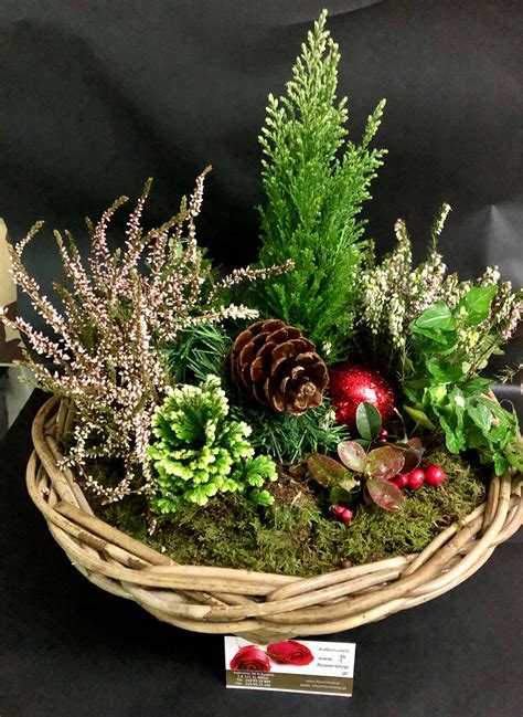 Christmas Plants In Basket 3 Plants And Decoration Random