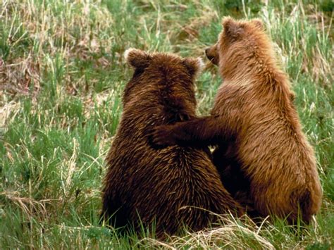 Aw Not So Grizzly Bears Best Friends Brown Bear Bear Animals