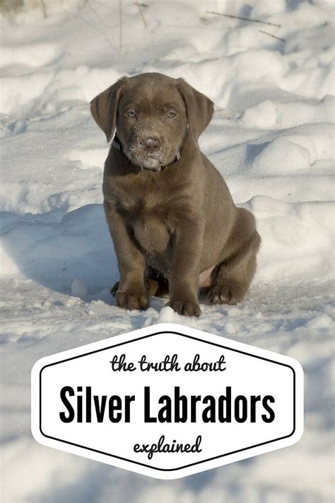 Labs are sociable, affectionate, and loyal. silver labrador puppy | Silver labrador, Labrador ...