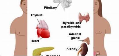 System Endocrine Gland Pituitary Science Thyroid Nervous