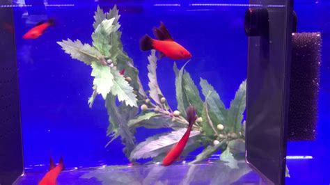 Arnoldi Red Wag Swordtails Youtube