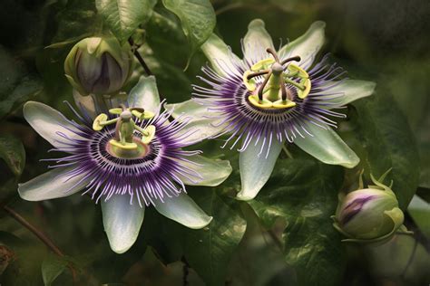 Passion Flower Meaning Symbolism And Spiritual Significance Foliage