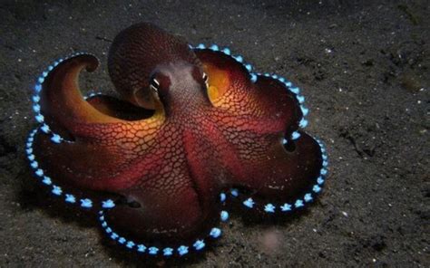 Glowing Blue Coconut Octopus Download Hd Wallpapers And