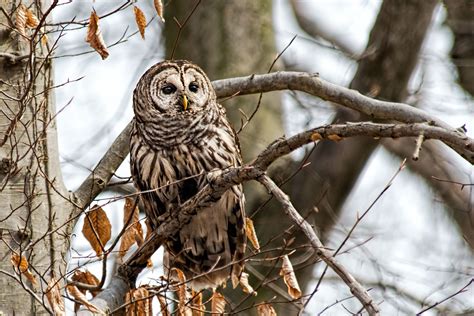 Barred Owls Stephen L Tabone Nature Photography